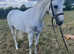 Missy 14.2hh 11 year old mare