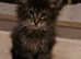 Maine coon