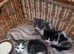 Cute kittens