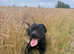 Female cane corso