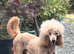 Standard Poodle IKC RED NON SHED  Champion lines !
