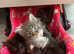 Mainecoons