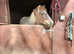 Dartmoor Hill pony filly 2yrs
