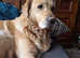 Beautiful 4 year old golden retriever