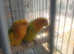 True beautiful love birds for sale