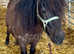 Standard Shetland Gelding 2 year Old