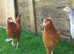 Point of lay British Blacktail brown pullets available now!
