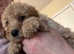 3rd generation toy labradoodles