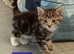 Cute tabby kittens