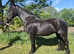 Fresian X, 11 year old mare