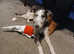 Male merlin grey hound x lurcher
