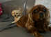 Cavachon pups cavalier x bichon