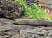 European Legless Lizard at Birmingham Reptiles (Sheltopusik)