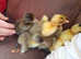 5 ducklings