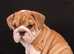 Friendly, outgoing, and playful English Bulldog puppies