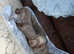 Miniature dachshund puppies