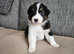Australian Shepherd puppy's
