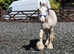 Clydesdale xcob red roan 4th Oct 21 gelding