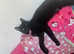Beautiful cat