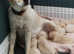 Beautiful Labrador Boy