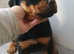 Rottweiler puppies available last 3