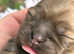 Hypoallergenic teddy puppies looking for new paw pad