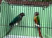 Proven pairs conure