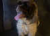 Male silver chocolate and white American cocker spaniel