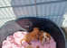 Cavalier king charles puppies
