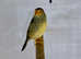 Star Finches  male female,6