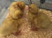 3 ducks for sale