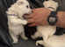 KC Exceptional Westie Puppies - Raised with Love