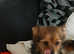 Yorkshire Terrier cross Pomeranian puppy