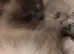 Blue point Ragdoll female