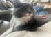 Pedigree Maine coon ready to go