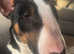**Top quality KC Bull Terrier puppies**