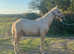 REDUCED Flash! Stunning yearling gelding to make 16hh
