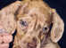 stunning girl left miniature dachshund