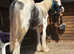 Lionheart big yearling cob colt to make 16