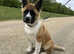 17 week old male Japanese Akita in Grantham Lincolnshire