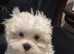 Mini maltese puppys