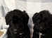 Cockapoo puppies