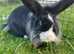 3 rabbits looking for new homes