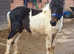 Dartmoor Hill Pony