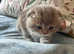 Beautiful Scottish fold baby's
