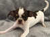 Smooth Coat Chocolate Chihuahua Puppies