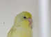 Parrotlets