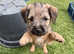 Border terrier 3/4 and 1/4 Lakeland puppies ready now.