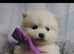 Teddy bear Pomeranian pups