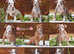 EXCEPTIONAL RATED - 5 STAR LICENSED REGISTERED BREEDER, Old tyme bulldog, Olde English bulldog, bulldog,